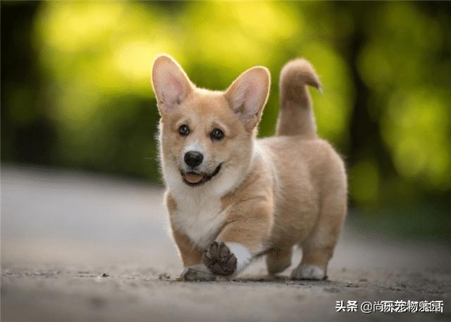 为什么母猫交配过程中撕心裂肺，而狗却静悄悄，看完涨姿势了