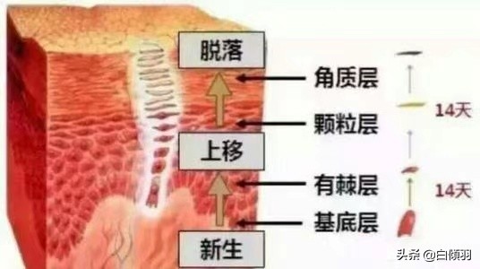 一到冬天干燥起皮,那是你角质层严重损坏了应该这样做