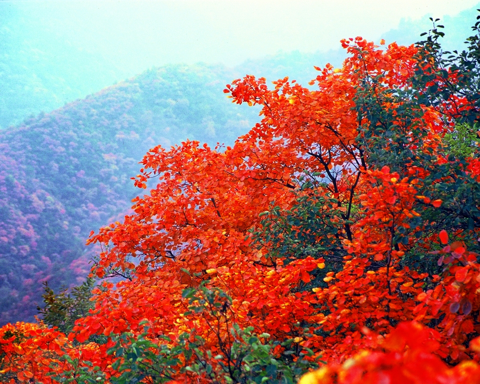 武山县油菜花旅游打卡地,天水武山滩歌油菜花海掠影