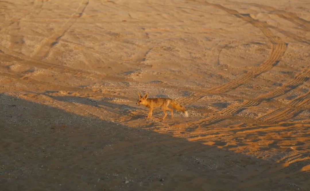 包机直飞埃及旅游,杭州可直飞开罗吗