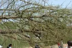 大树移植机视频大全,大树移植的正确方法