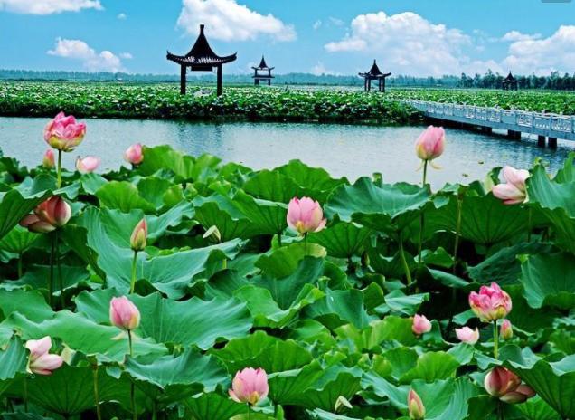 淮安金湖县，淮上明珠、荷花之都，一座富有水乡特色的苏北小城