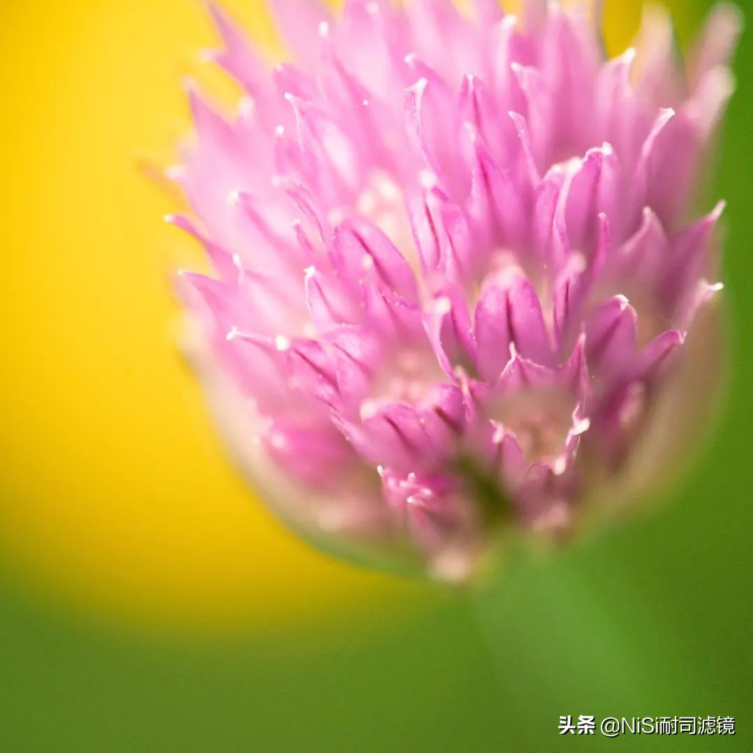 看到精彩——加拿大摄影师老飘飘的近摄镜测评