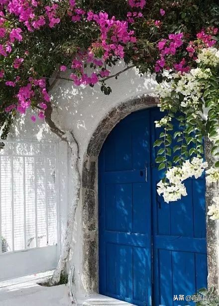 四季开花的庭院爬藤,庭院爬藤花期长哪种最好