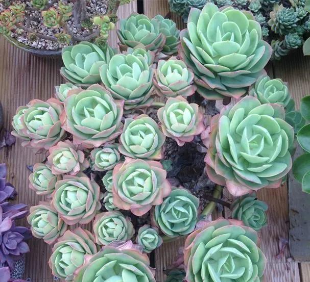 养了8年的“老桩”，价值2000块，这样的碧桃多肉，你舍得买吗？