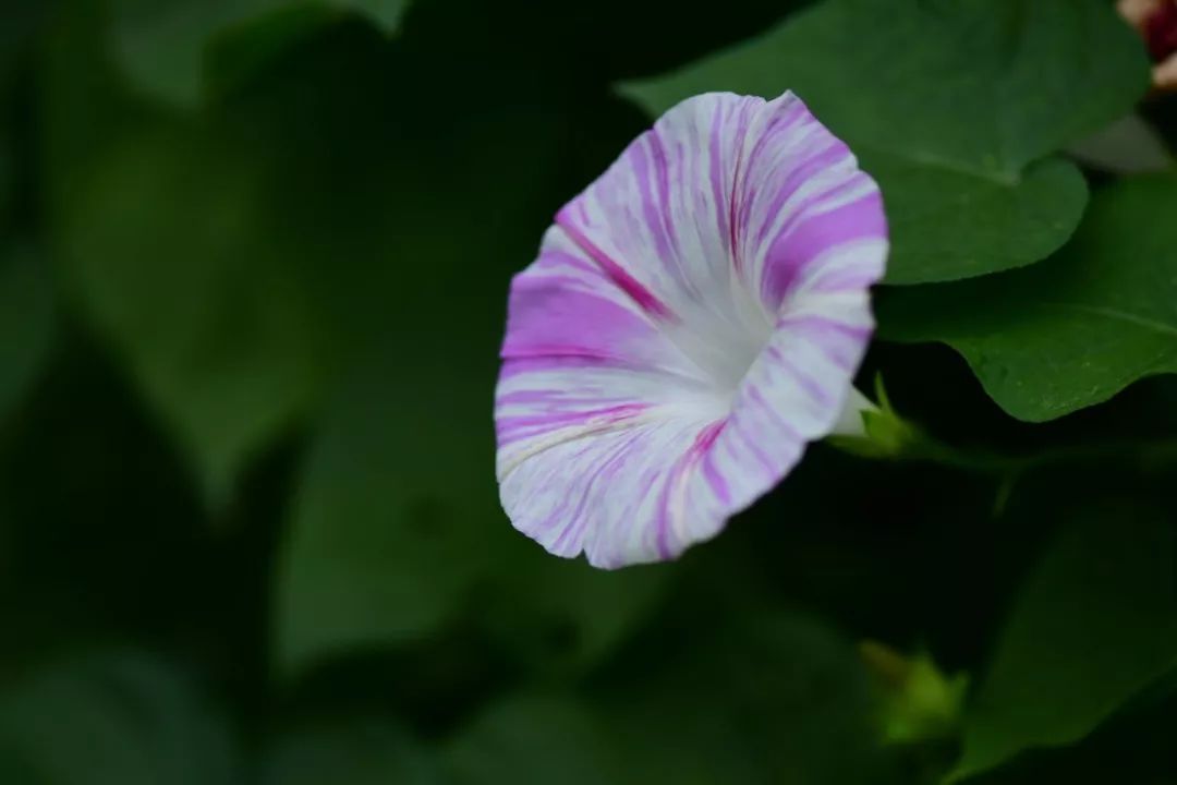 肿瘤与糖尿病的区别,糖尿病与癌症之间回顾性分析