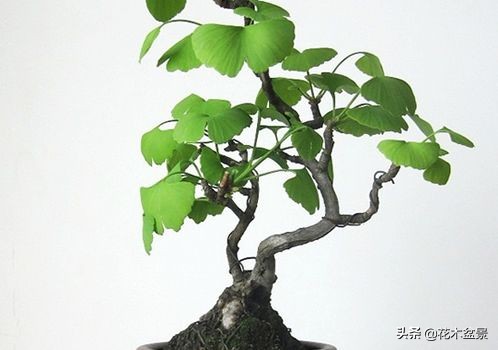 适合客厅养的盆景植物,茶桌上养什么盆景植物