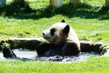 成都秋老虎发威的地方,成都秋老虎最新视频