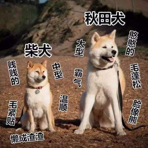 柴犬柯基傻傻分不清,柴犬分辨得出坏人吗