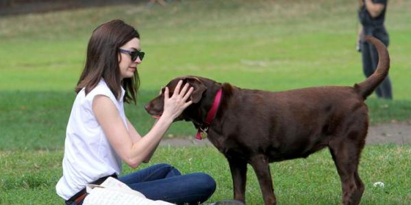 狗狗按摩方法：给狗狗来一套“马杀鸡”，让它更爱你