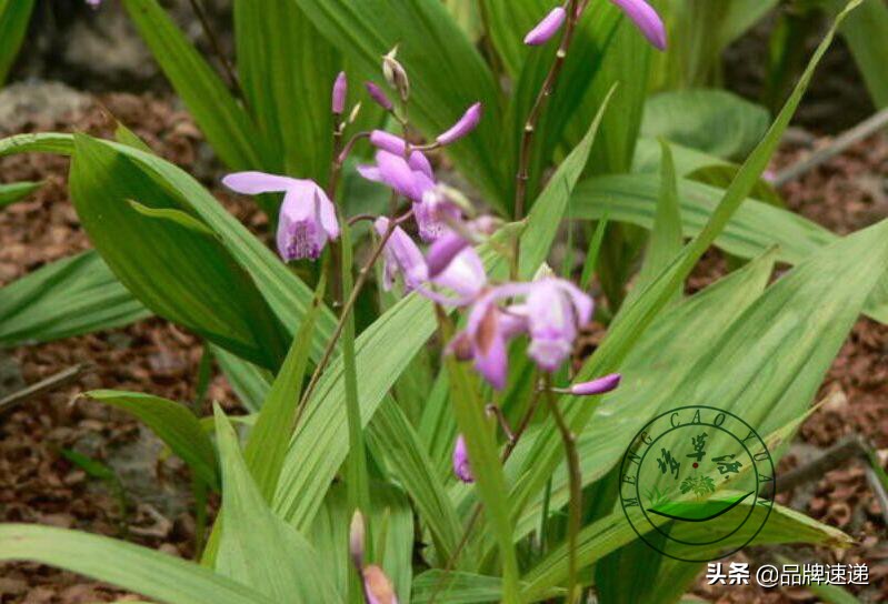 梦草源白芨怎么加盟,梦草源