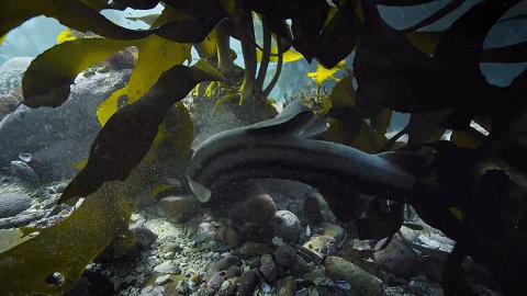 人鱼情未了在线阅读,人鱼情未了电视剧免费观看