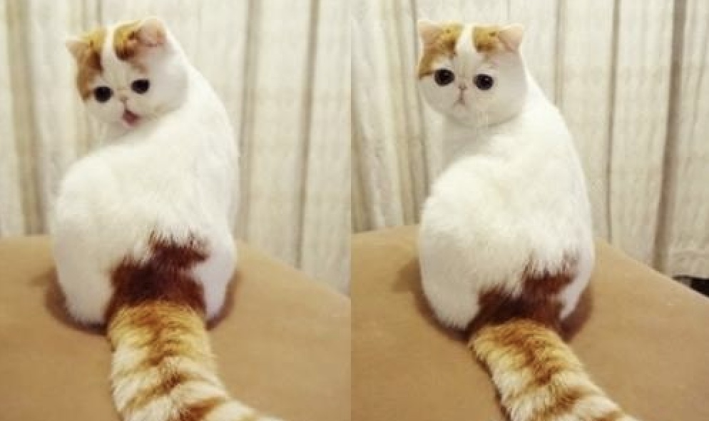 一袋猫粮350,猫粮一袋吃多久