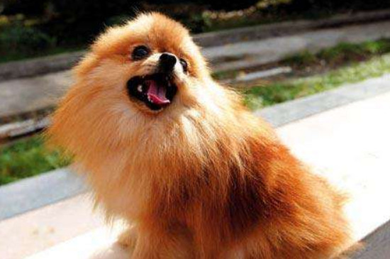 在养宠物之前要做什么,在养狗之前慎重考虑