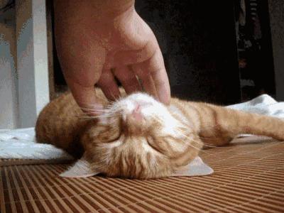 挑选猫咪时聪明人会避开这7种猫,猫主子不亲人