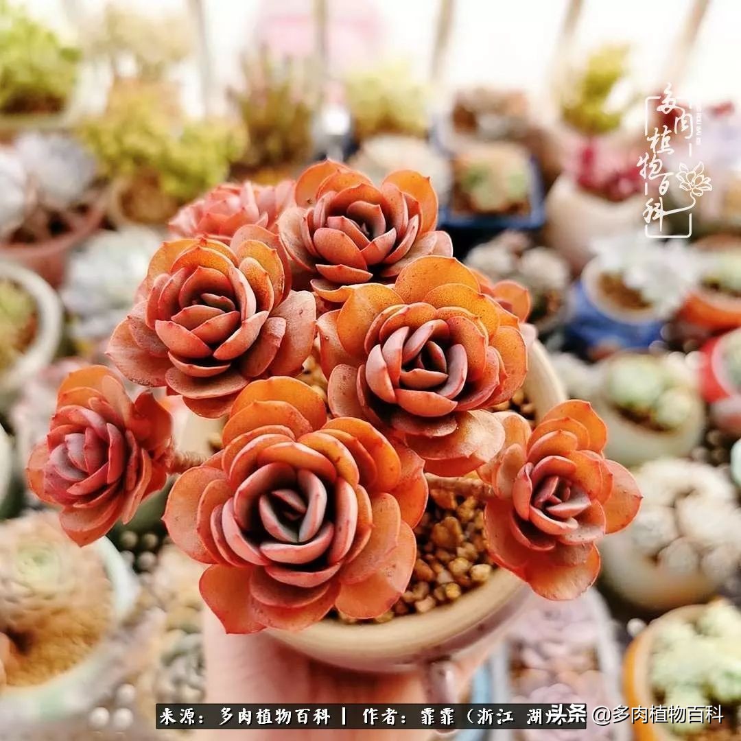 包邮区多肉度夏养护心得,阳台党养多肉怎么度夏