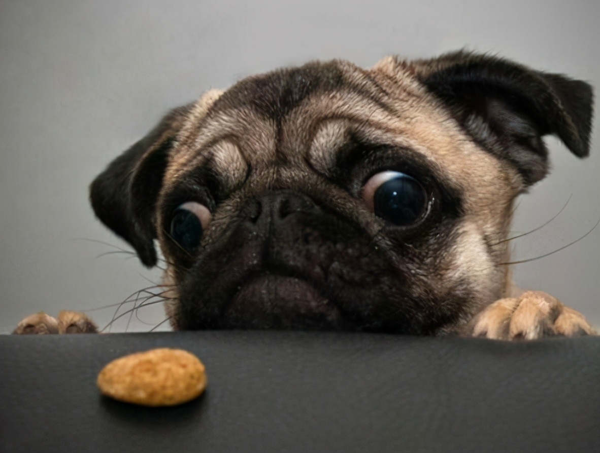 巴哥犬的体臭能彻底清除,两个月巴哥犬怎么除体臭