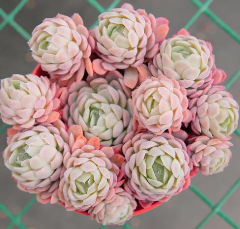 新手种多肉用什么花盆最好,刚种多肉用什么土