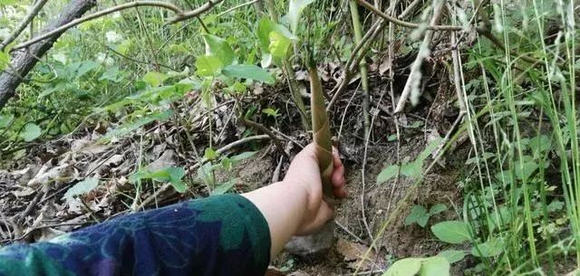深圳南山竹海挖竹笋,深圳有游客挖竹笋