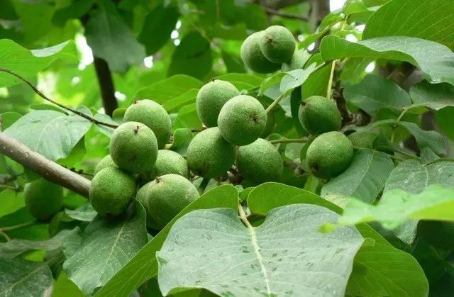 我在长武刚刚好，何必羡慕北上广