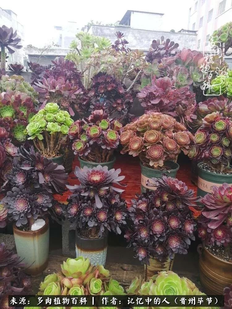 我心中的玫瑰原唱,我心中的玫瑰全部歌曲