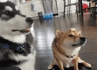 狗子吃醋女朋友,狗子喜欢女朋友怎么办