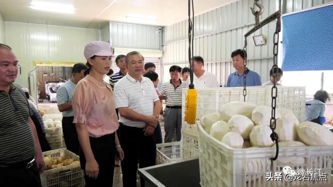 不断提升农产品附加值,闽西长汀县槟榔芋基地