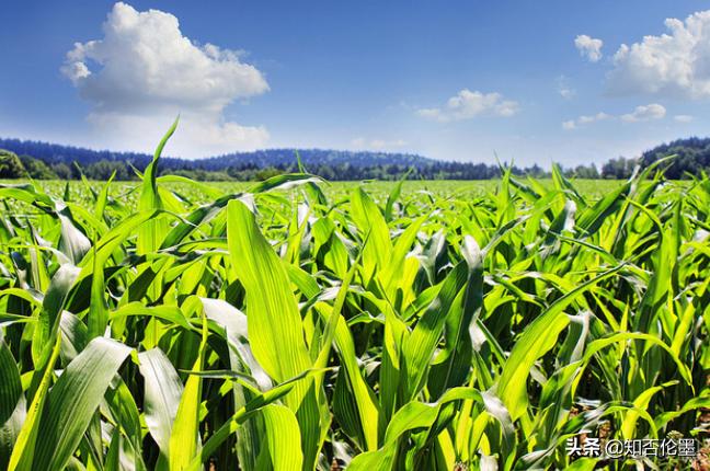 未来十年农业种植什么回报高,现在投资农业种植什么好
