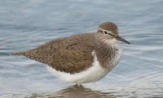 广东常见鸟类图谱图文,广东常见鸟类图谱