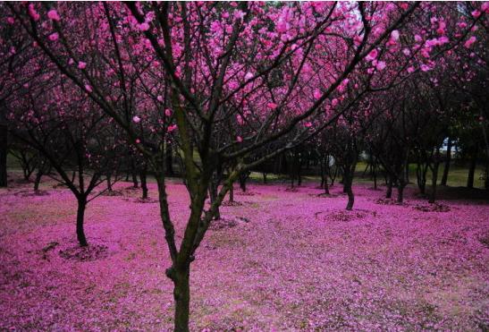 紫槐花开，乡愁淡淡（存稿）