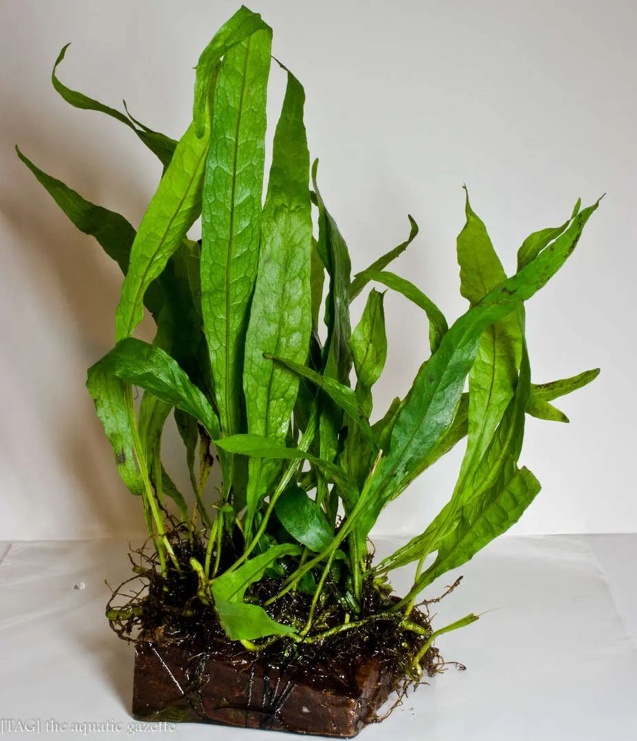 适合新手的水族箱,适合养在水族箱里的植物