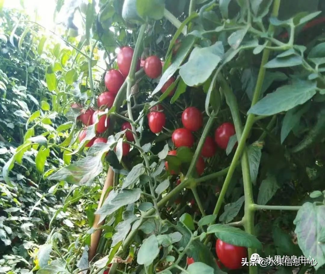 水果天堂：海南水果品种及上市时间表