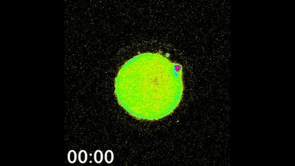 科学家发现精子与卵子,科学家发现精子和卵子