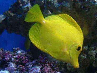 十大最好看的观赏鱼图片大全,十种最漂亮的观赏鱼图片