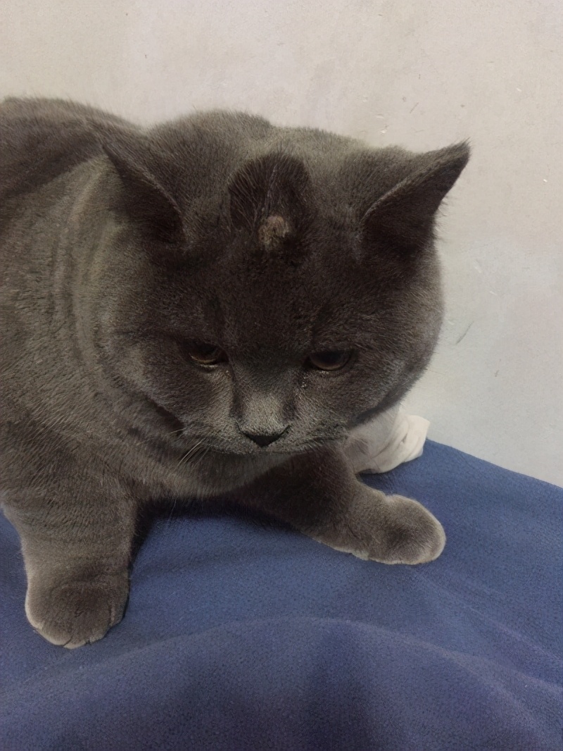 猫咪得了猫癣怎么治最有效,猫咪得了猫癣没有药怎么办