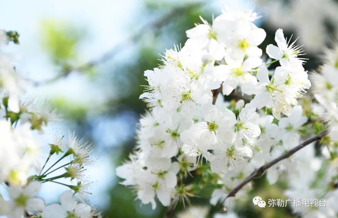 三月弥勒什么地方可以赏花,弥勒3月赏花攻略