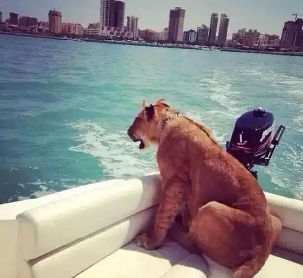 揭秘迪拜真实生活,国外生活真实记录迪拜