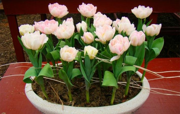 郁金香种球怎么才能发芽,郁金香种球怎么处理才能发芽