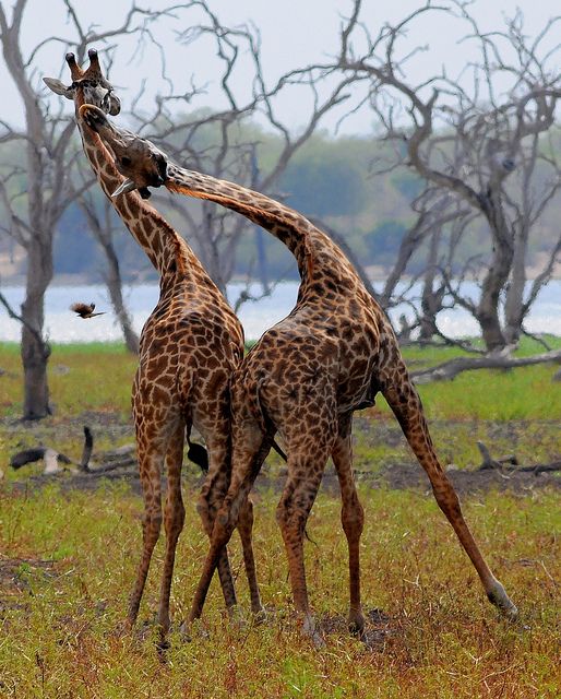 长颈鹿把狮子踢飞,长颈鹿踢飞5只狮子