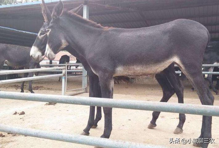 小琼聊三农：与您分享关于肉驴健康成长的相关技术，快来看看吧