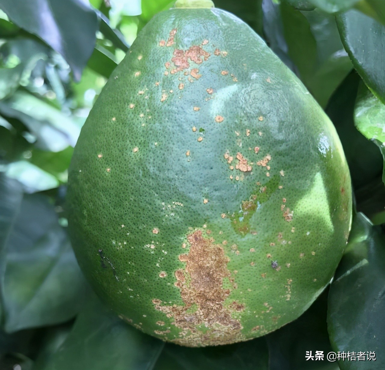 无核黄皮幼果管理,人工疏除不良幼果