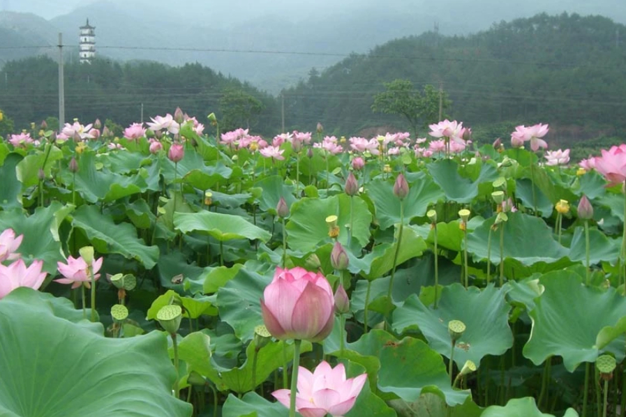广西低调土豪村，多位“经济能人”返乡发展，引导村民走向富裕