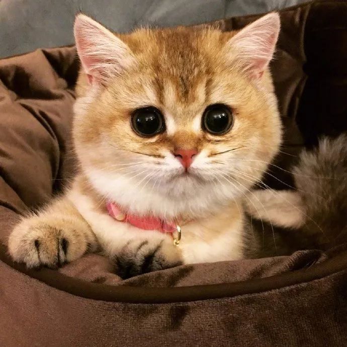 英短和英短矮脚猫的区别,梦到憨厚呆萌的大脸猫