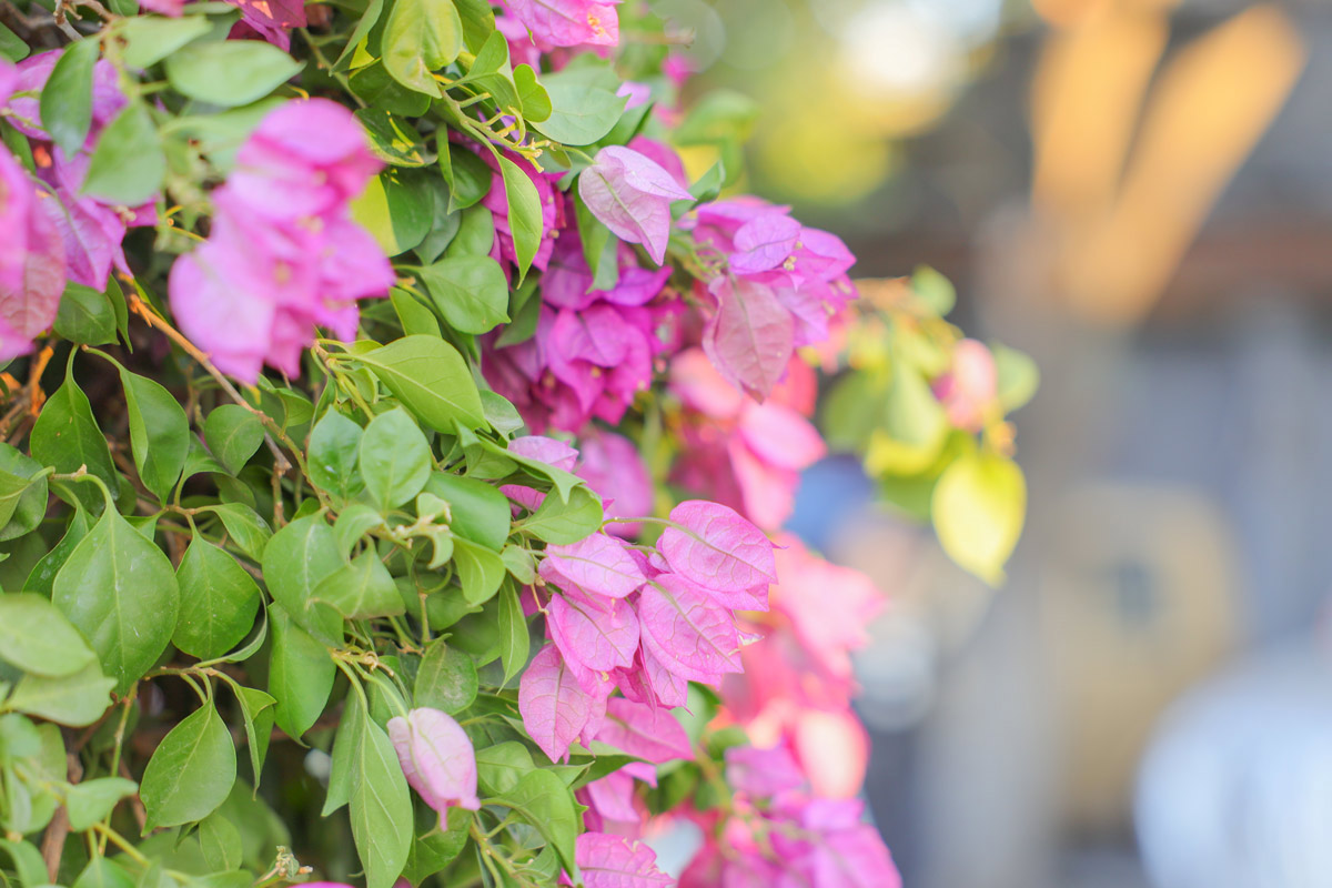 eosm6markii璇勬祴,寰崟鐩告満eosm6ii