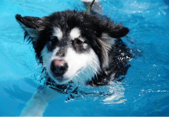 盘点狗子的暖心瞬间真的太暖心了,狗子的暖心举动