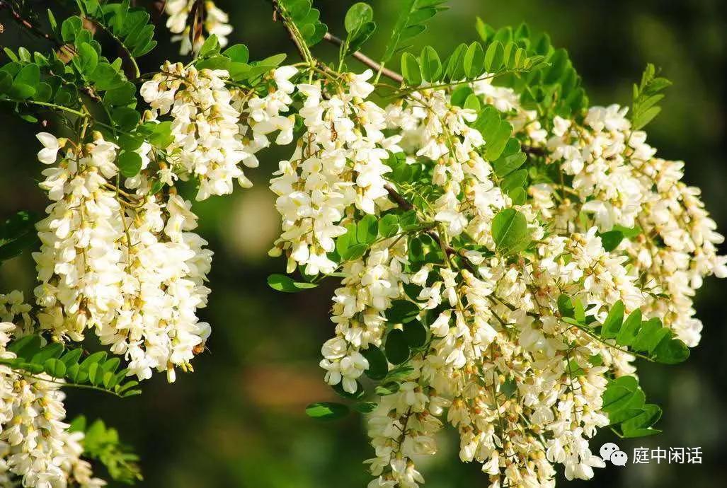 我心目中的玫瑰花,我心目中的花