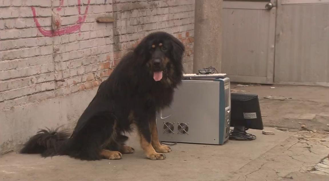 藏獒三次被主人抛弃最后咬舌自尽,藏獒在后备箱咬舌自尽