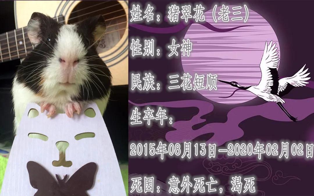 养的小荷兰猪为啥会死,豚鼠荷兰猪一般能活多久