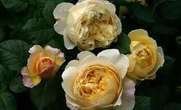 给大家介绍一下玫瑰品种,玫瑰的品种及特点介绍