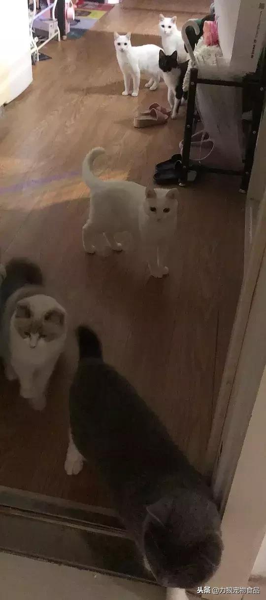 其实养猫后生活发生很多改变,养猫后不但没洁癖反而让它跑酷